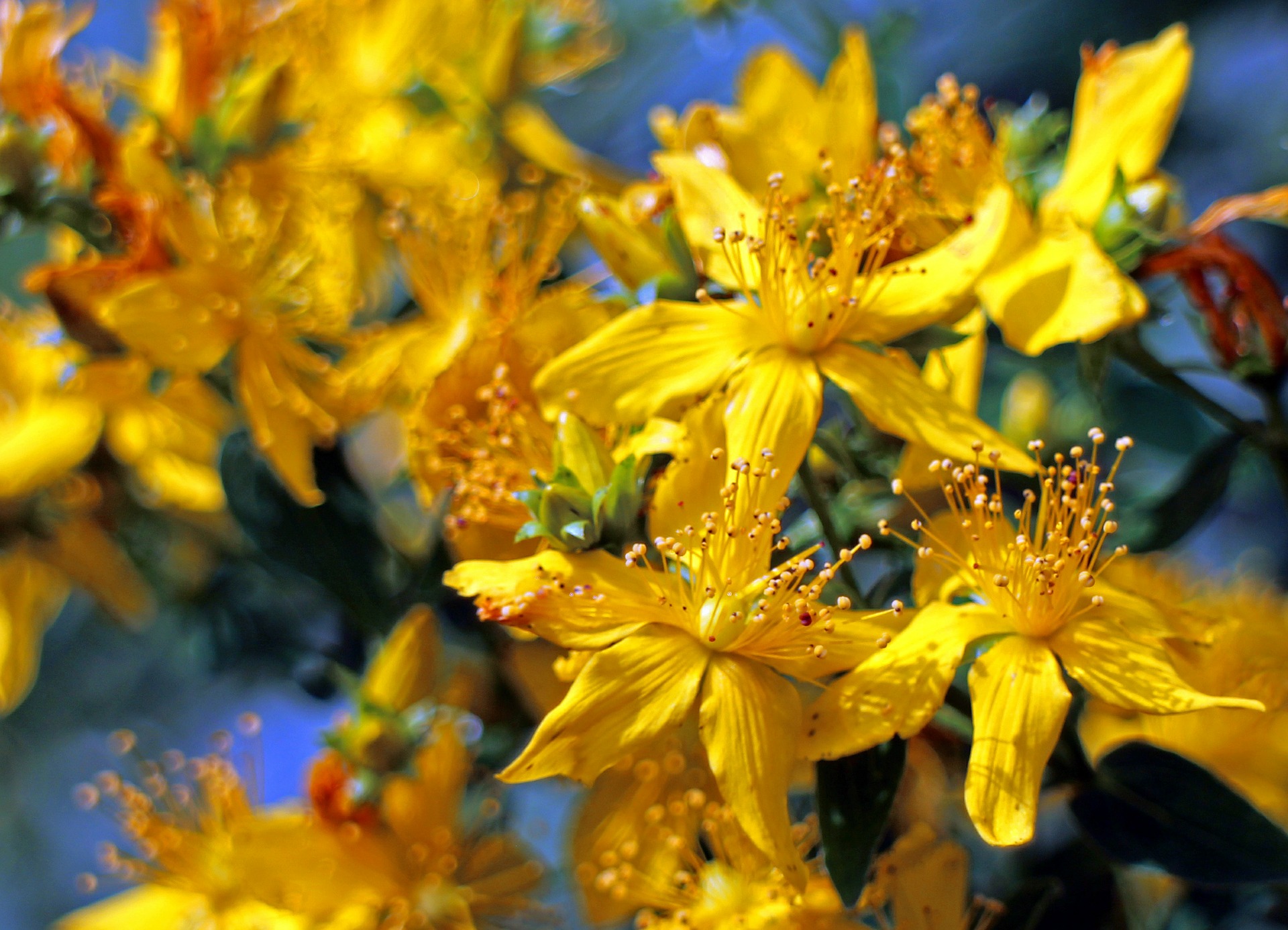 Bad Science on the Internet: St. John’s Wort for Depression