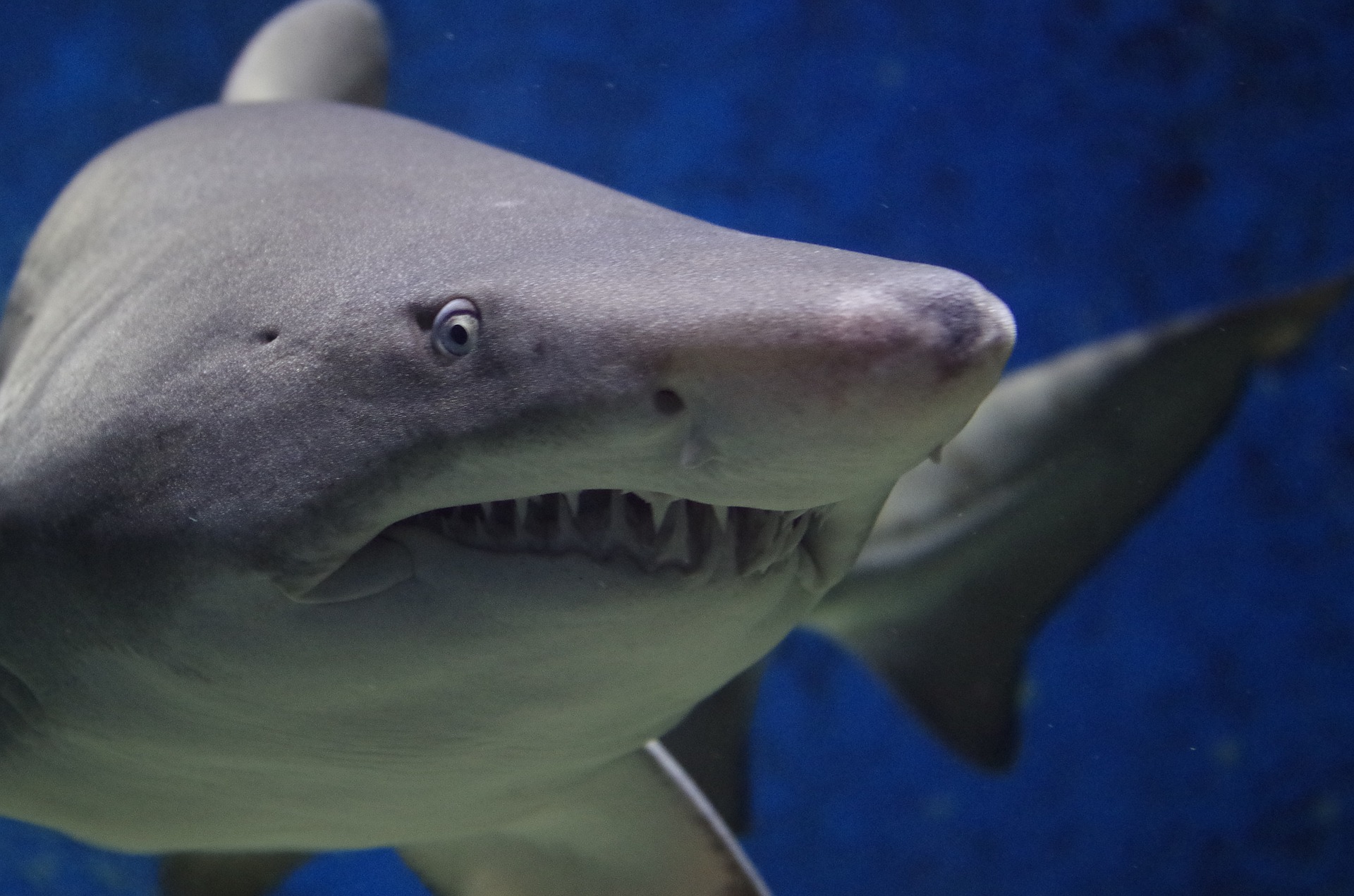 Bad Science on the internet: Shark cartilage as a cancer therapy