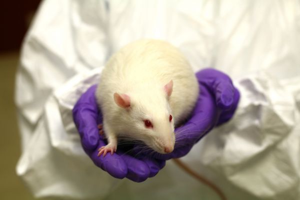 Caring for all – the ethical use of animals in biomedical research