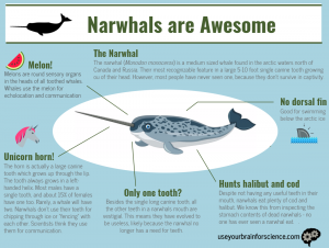 Narwhals are awesome